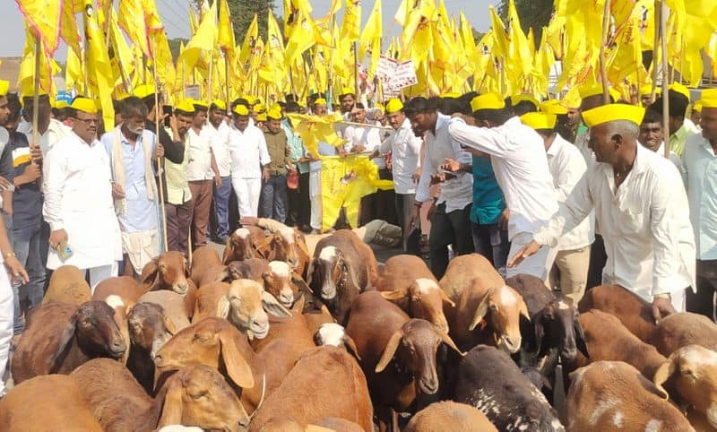 Sheep join shepherds struggle Protest inside Tehsildars office premises at kalaburagi gvd