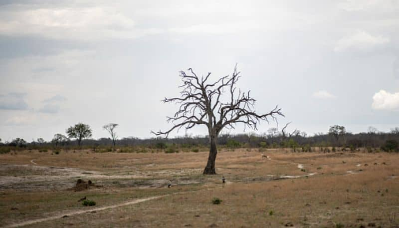 At least 100 elephant deaths in Zimbabwe national park due to drought as El Nino making situation worse etj