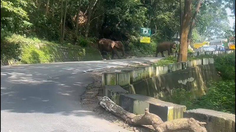 forest elephants block government bus in nilgiris district vel