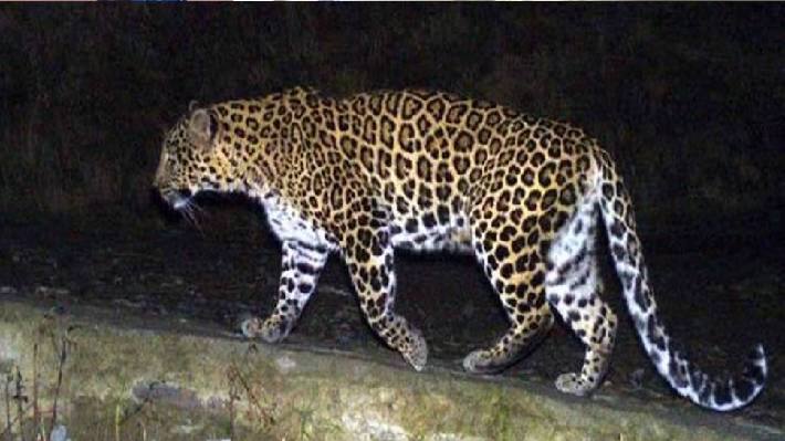 panther 