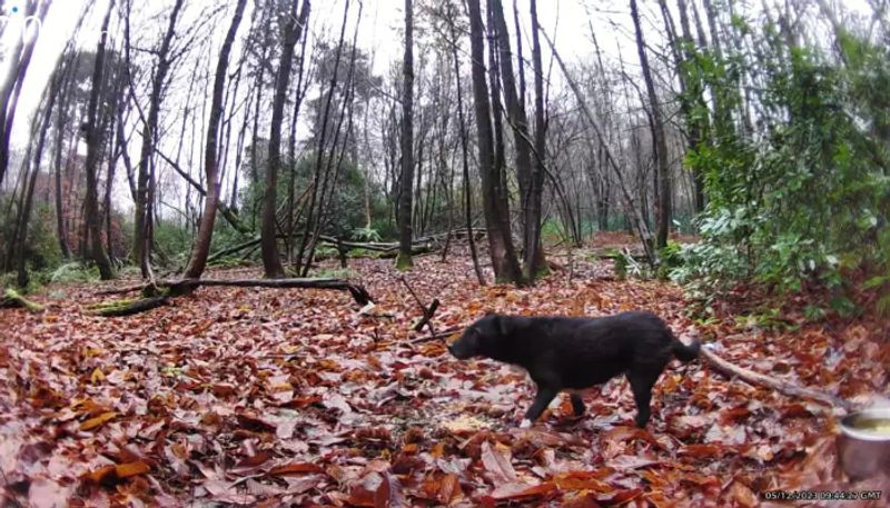 12 year dog which lost 6.5 years ago rescued after surviving alone in the woods for years etj