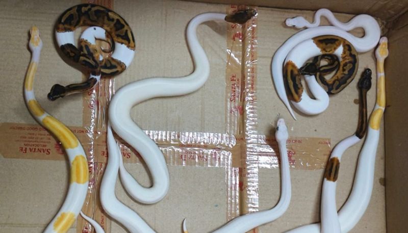 flight passenger held with smuggled snakes in mumbai airport etj