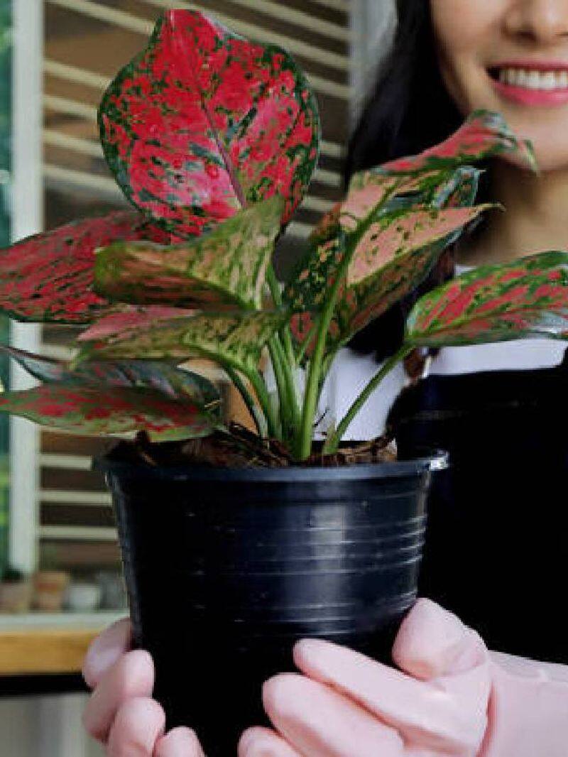 chinese evergreen aka Aglaonema Plant how to grow rlp