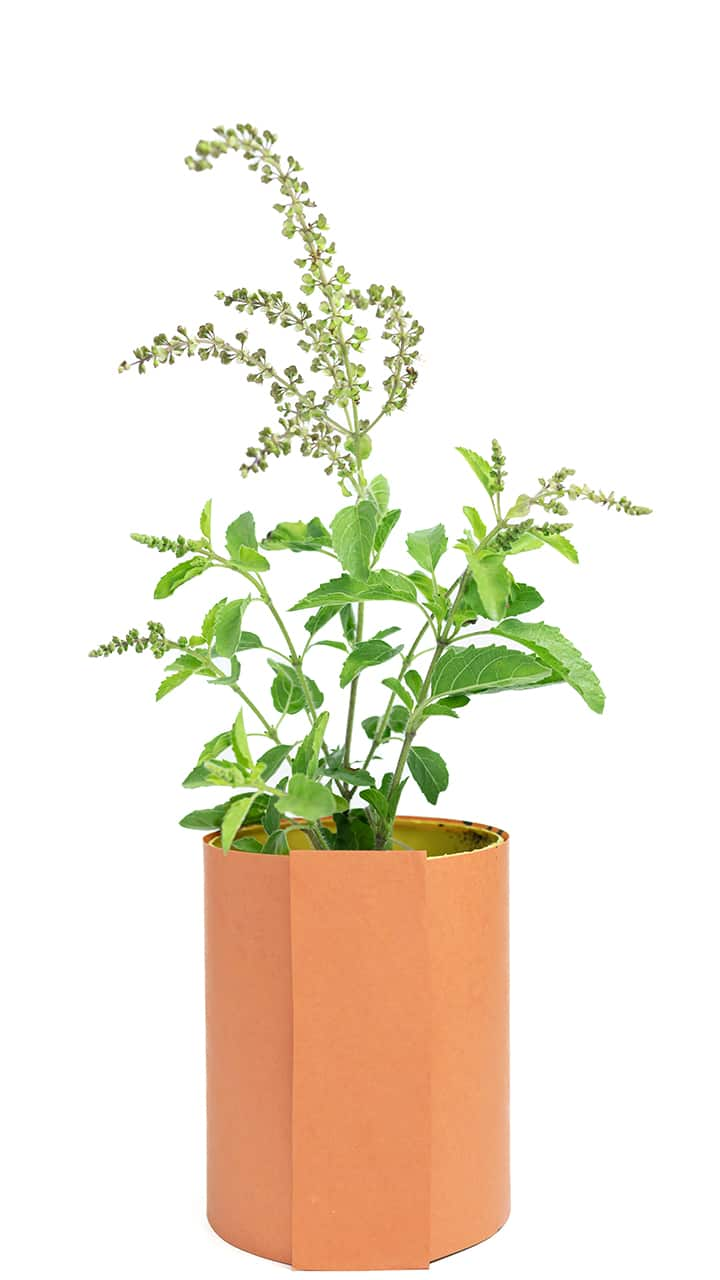 When is Tulsi Puja? What is the Reason Behind Why celebrate Tulsi Puja? rsk