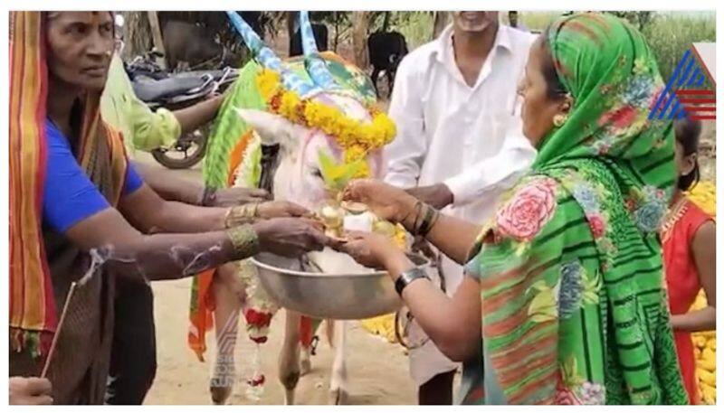 Baby Shower Celebration for cow in Belagavi nbn