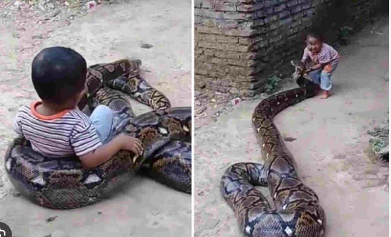 This viral video shows small boy playing with big python