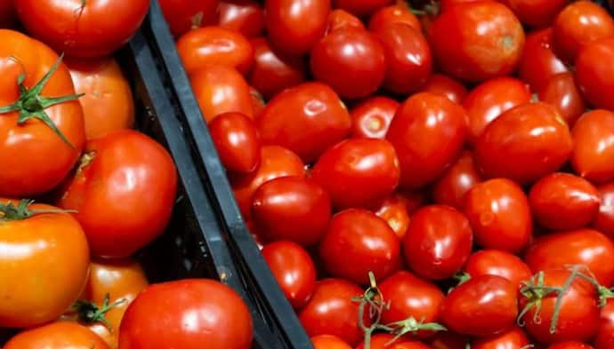 Tomato Price Today