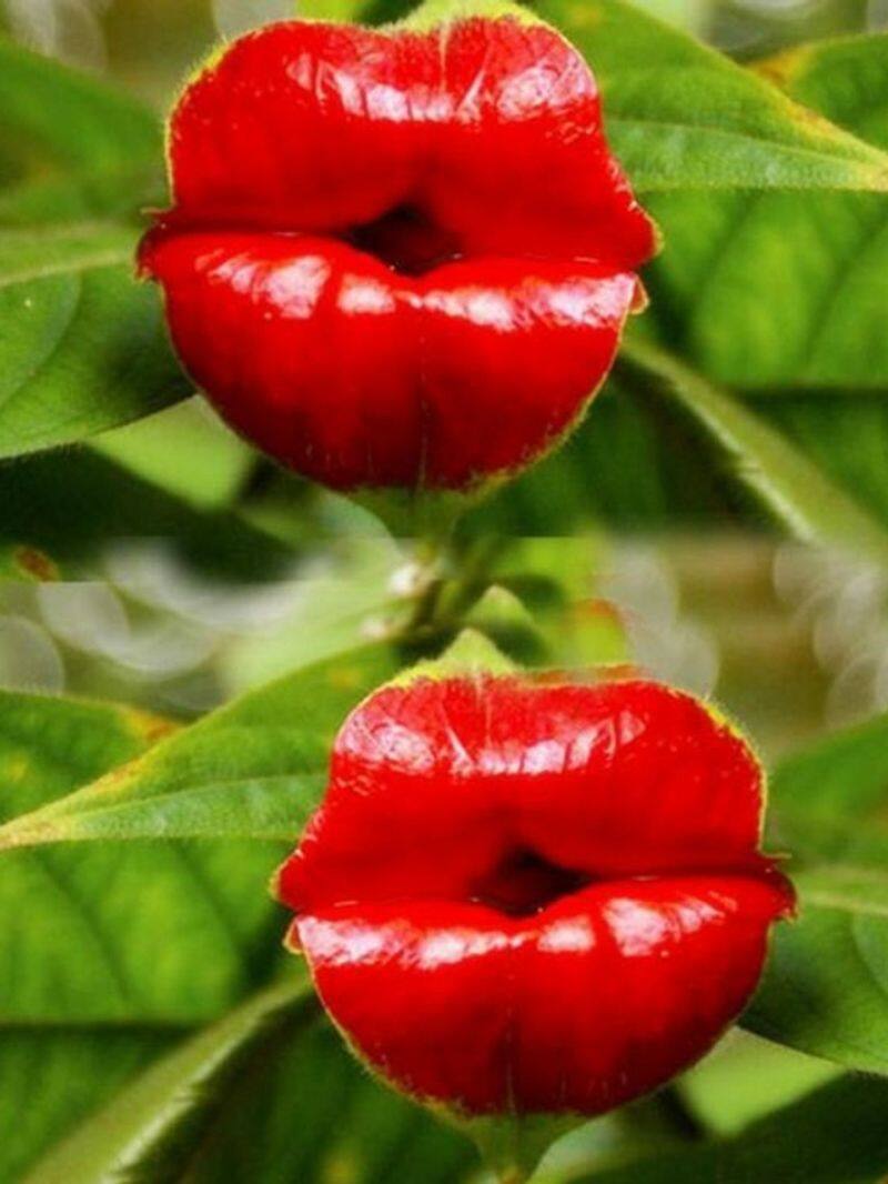 Girlfriend Kiss: World's most kissable plant anr