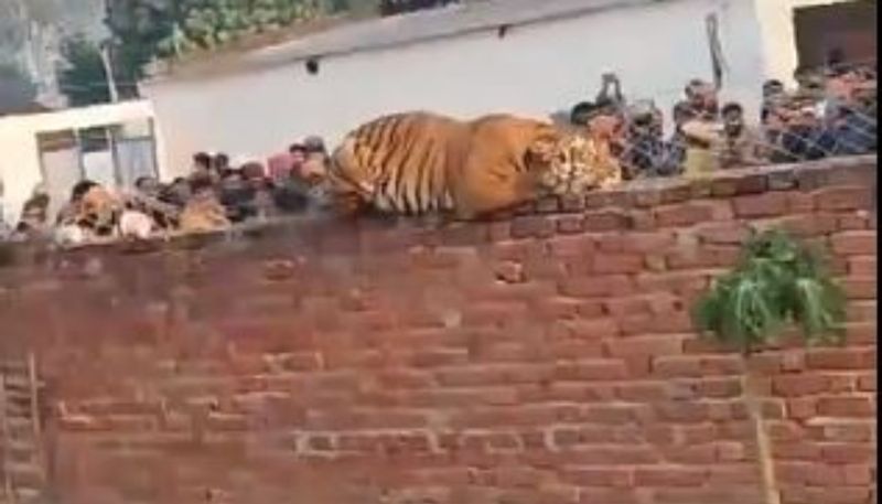 tiger seen leisurely perched on a wall finally caught etj