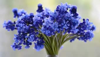 Tips for Fresh Flowers: ఫ్లవర్ వాజుల్లో పూలు రోజంతా తాజాగా ఉండాలంటే.. సింపుల్ టిప్స్ ఇవిగో