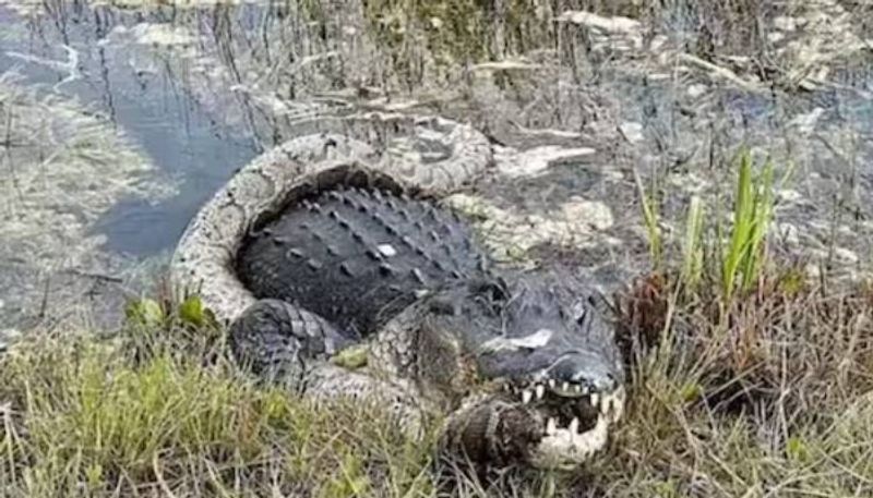 alligator and python fight who win viral video rlp