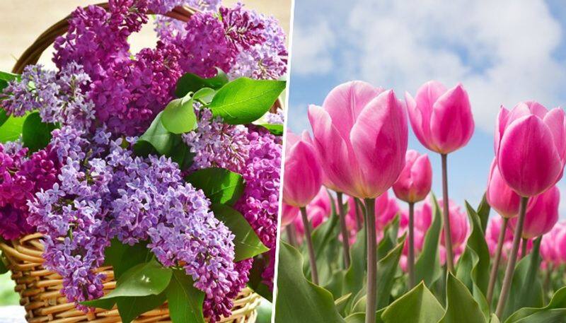 Tulips to Daffodils: 7 flowers that bloom in Spring ATG EAI