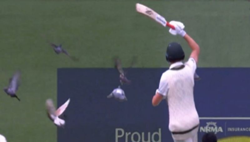 cricket AUS vs PAK 2nd Test: Australian cricket star's pigeon-chasing antics spark meme frenzy osf