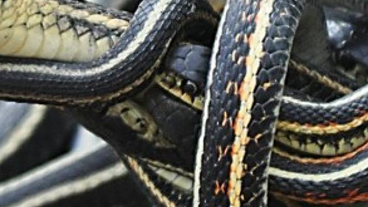 snake .