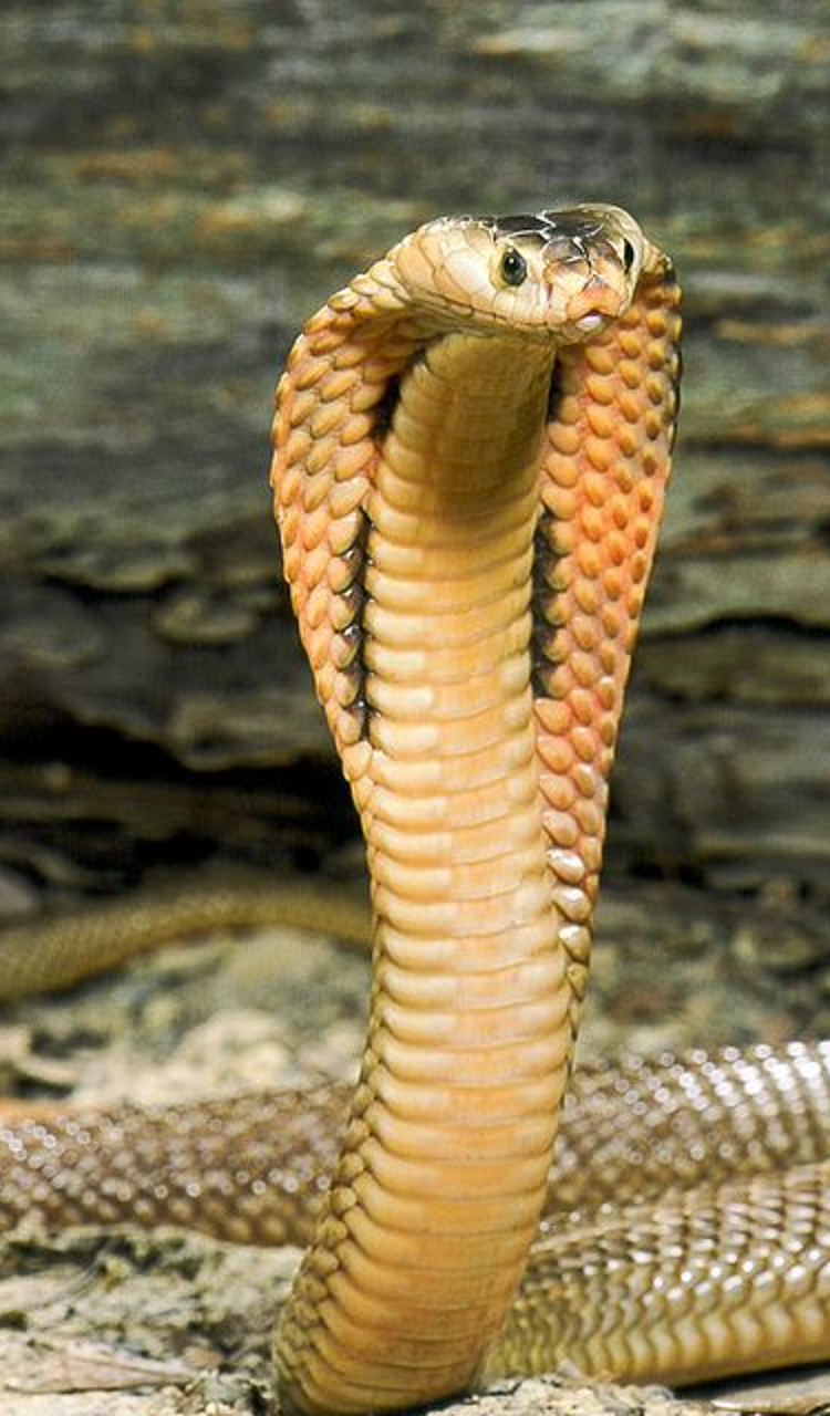 Cottonmouth To King Cobra, 6 Fastest Snakes In The World in tamil Rya