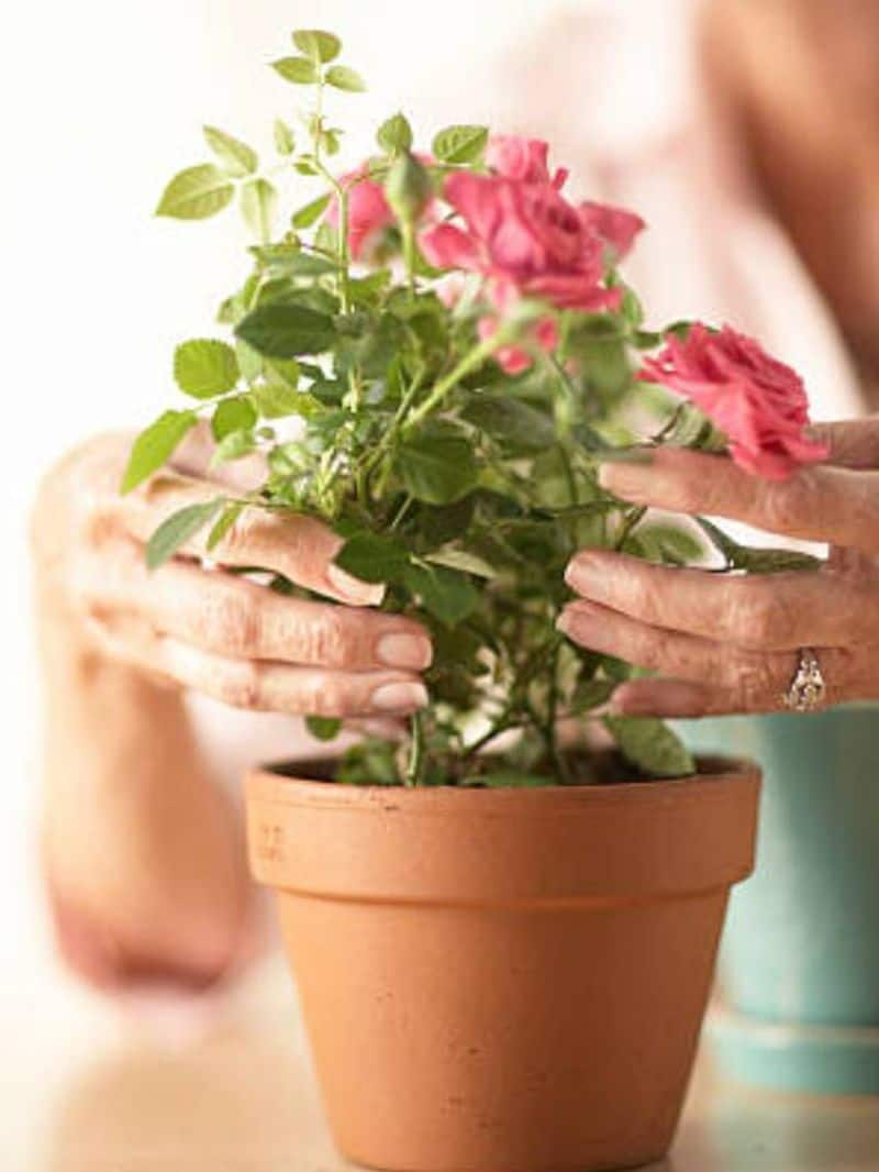 how to care your rose plants tips rlp