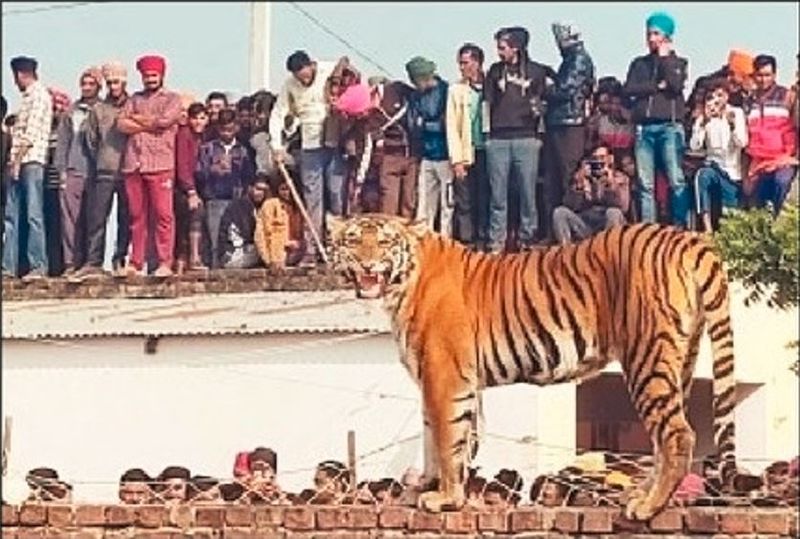 The tiger that entered atkona village in Uttar pradesh Pilibheet and created panic akb