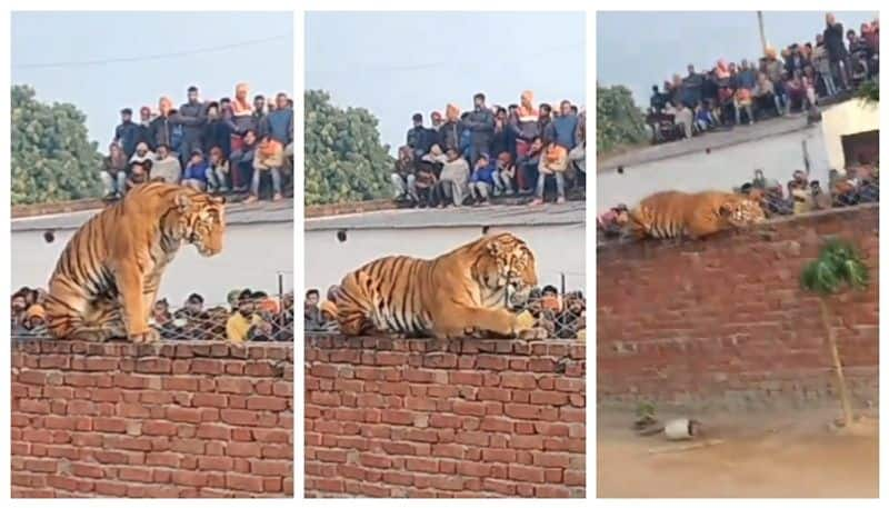 video of Bengal tiger enters village in UP went viral bkg