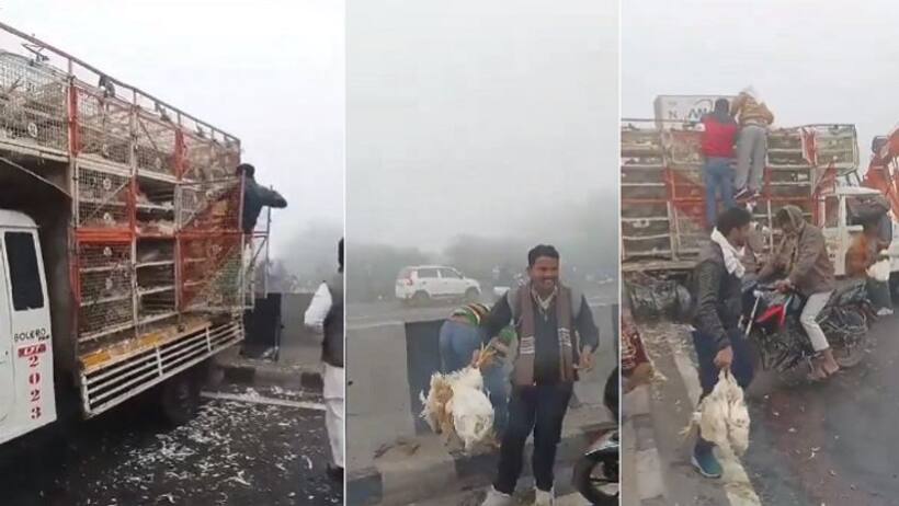 आगरा में सड़क पर मुर्गों की लूट, चंद मिनटों में खाली हो गया छोटा ट्रक देखें वीडियो