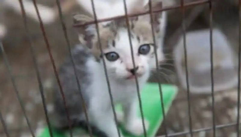 vietnam restaurant that used to kill cats for meat closed