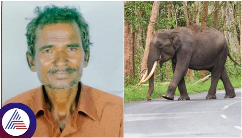 Elephant attack and killed farmer at DCM DK Shivakumar native place Kanakapura sat