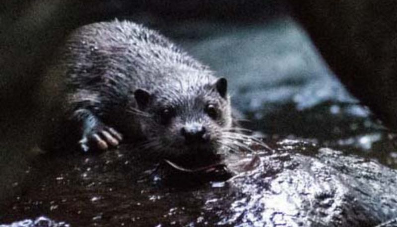 research spots Eurasian otter in Chinnar Wildlife Sanctuary etj