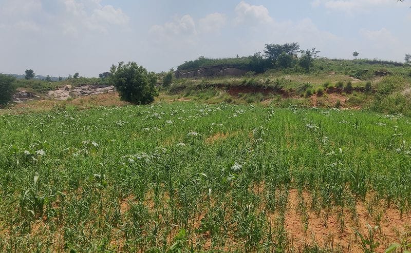 There is a support price but no millet yield at ramanagara gvd