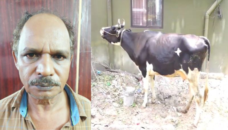 man arrested for cow robbery in kollam vkv