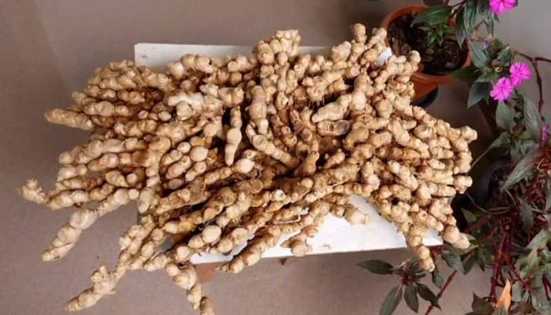 farmer in idukki harvest 8 kilo ginger from single plant natures surprise etj