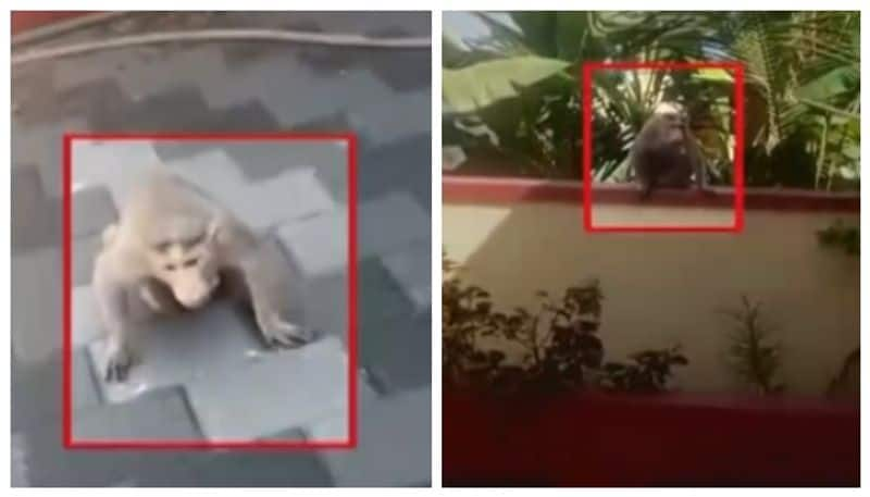 monkey attack on people at mangalore nbn