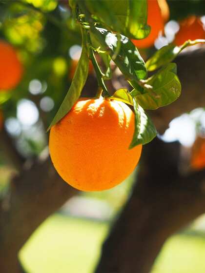 Oranges