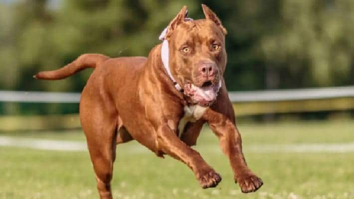 Dangerous dog breeds banned by the government in India check list here smp