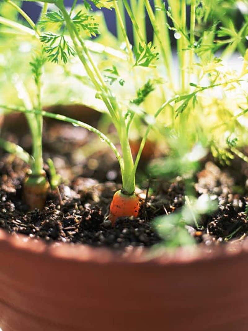 grow carrots in container rlp