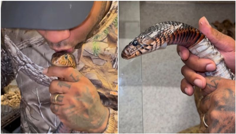 man kissing snake and helps it to shed its skin