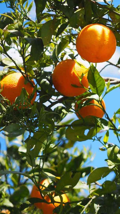 Amazing benefits of orange juice for skin