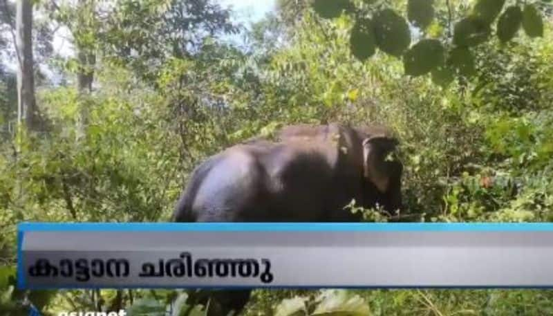 wild elephant which was injured after bus with sabarimala pilgrims hit it in wayand dies due to serious injury etj