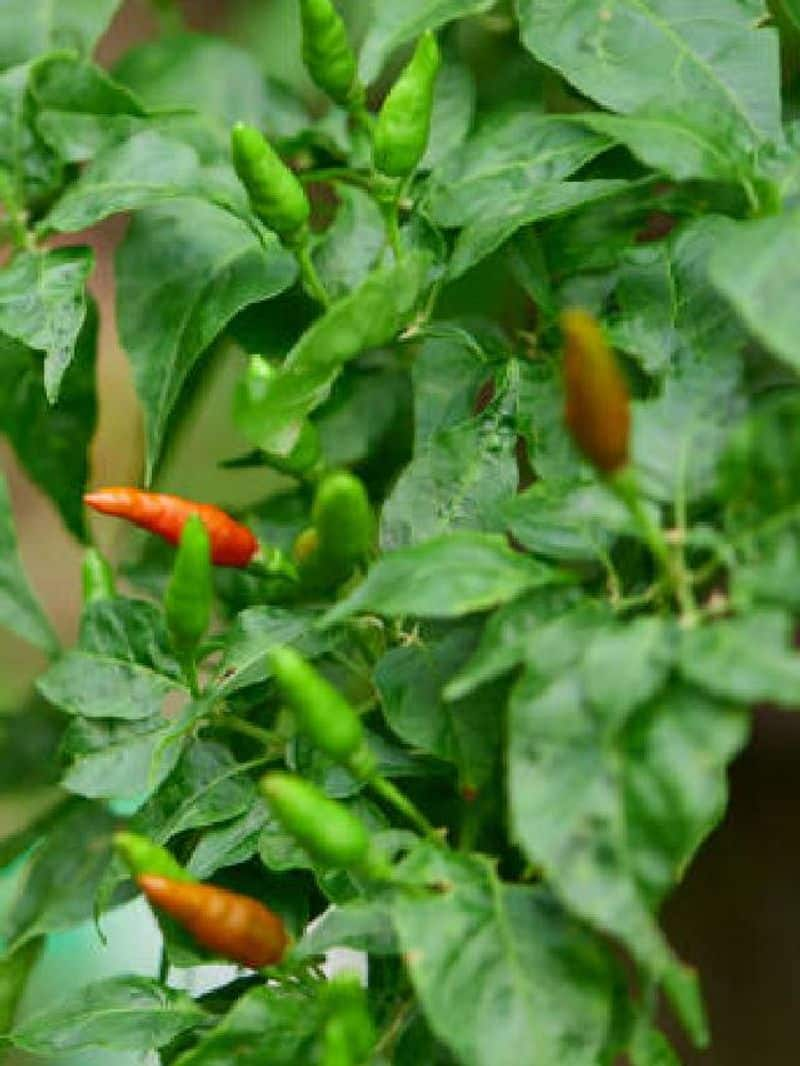 capsicum frutescens how to grow rlp