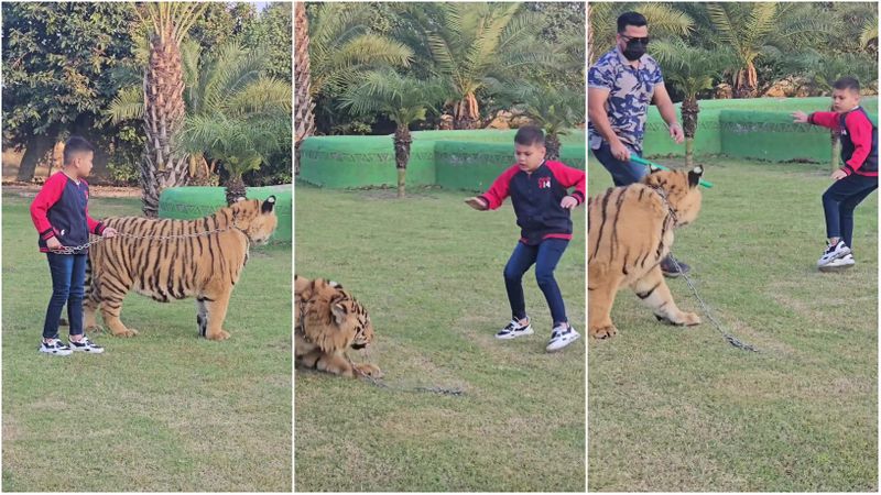 Little boy strolls with chained tiger video goes viral