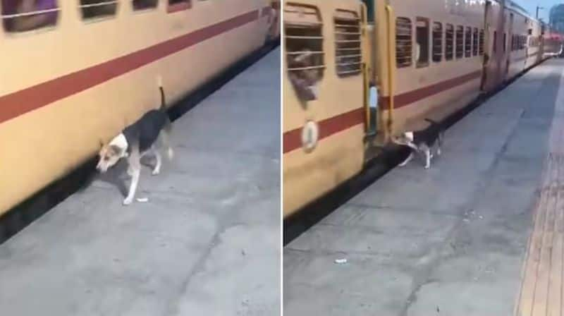 A Stray dog behave like railway police force personnel video goes viral in Social media akb