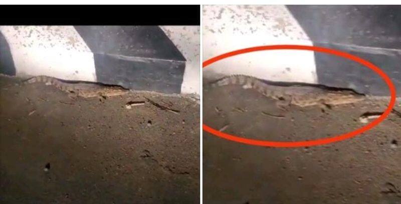 A video of a crocodile walking again on Chennai Perungalathur road has created a sensation KAK