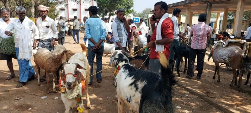 Beginning of the year: Farmer sells sheep at bumper prices snr