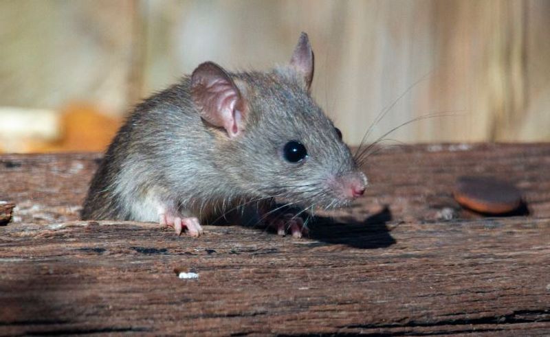 rat menace in police station police superintendent raises severe concern over old building etj 