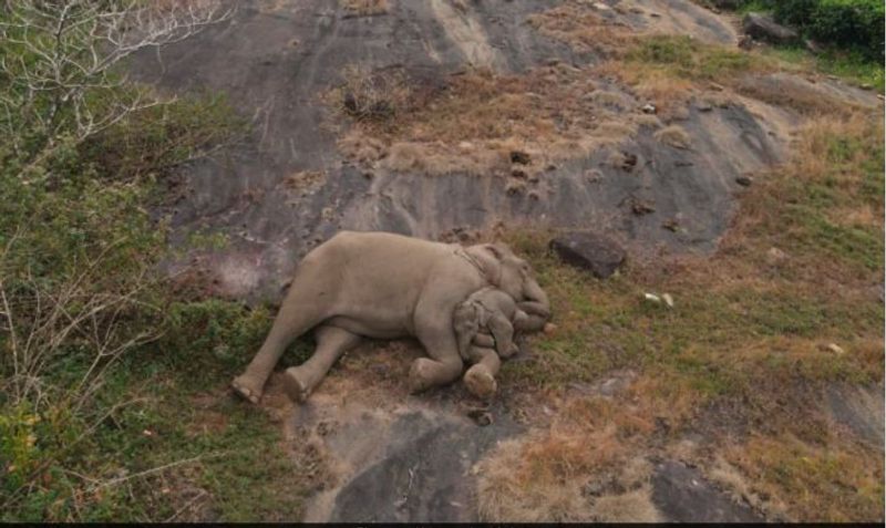 Rescued baby elephant after uniting with the mother takes an afternoon nap in mothers comforting arms photo shared by IAS supriyasahu goes viral akb