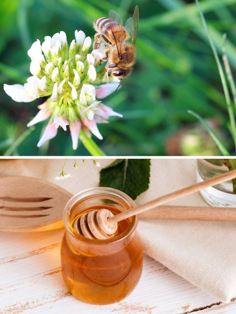 7 types of Honey and their benefits ATG