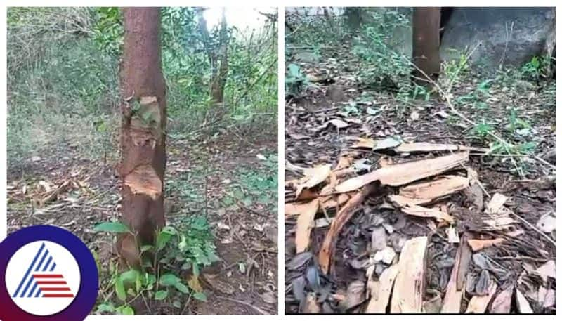 Timber mafia smuggling sandalwood trees in Jogimatti  forest gow