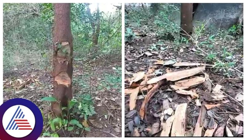 Timber mafia smuggling sandalwood trees in Jogimatti  forest gow