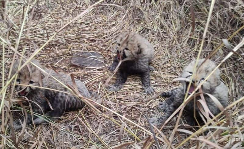 Namibian cheetah Asha gave birth to three cubs.. They are very cute..ISR