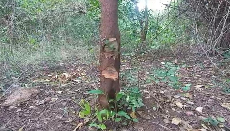 Thieves Theft Sandalwood Trees in Jogimatti Forest in Chitradurga grg 