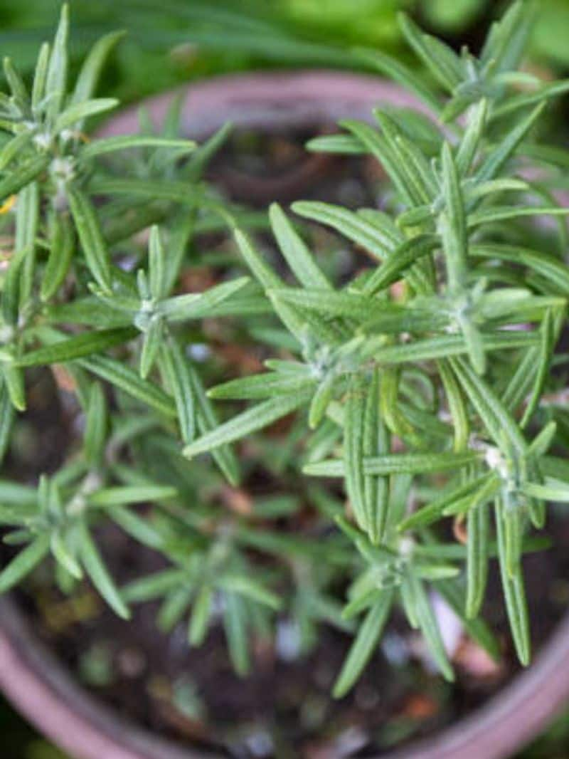 good for hair and skin how to grow rosemary plant in home rlp