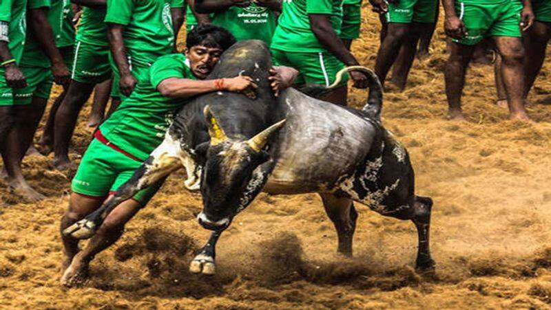 government should permit to 8 hours for jallikattu in dindigul district committee members petition to dindigul collector vel